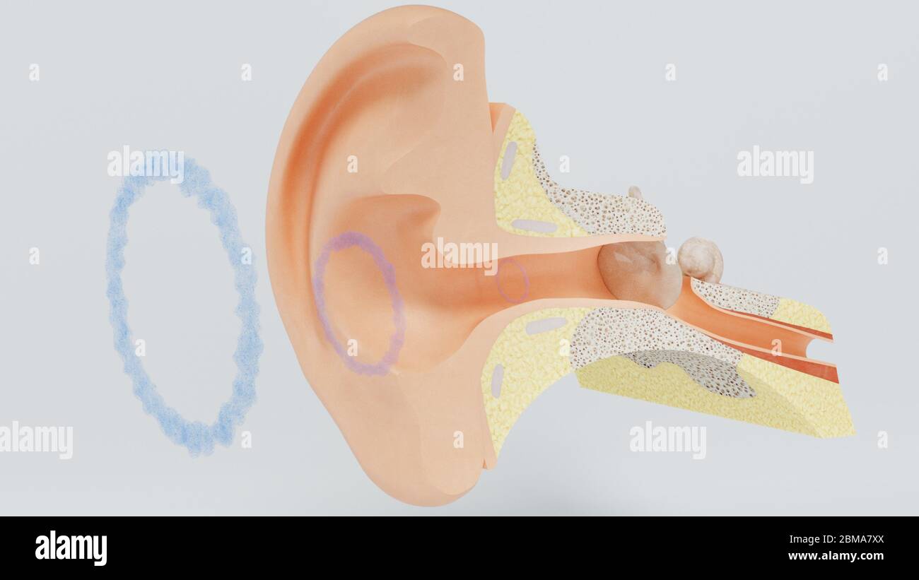 Cochlear shell hi-res stock photography and images - Alamy
