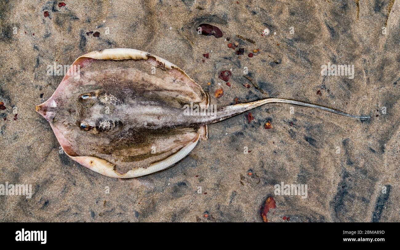 Closeup photo of Stingray fish aka Whipray with long tail, on beach sand. Washed up dead due to marine pollution viz oilspill and excessive fishing. Stock Photo
