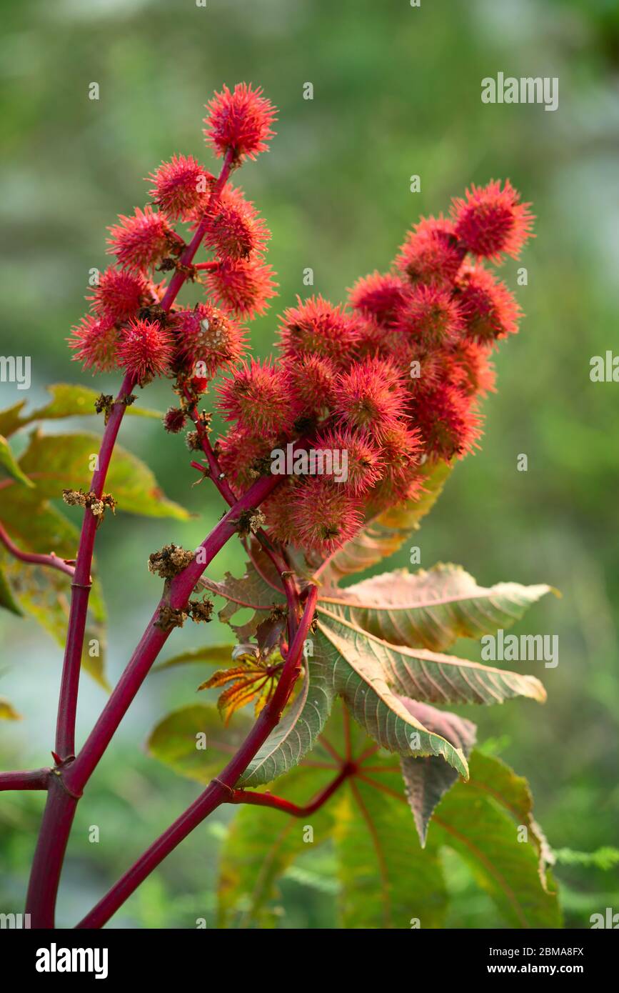 Castor bean fruits hires stock photography and images Alamy