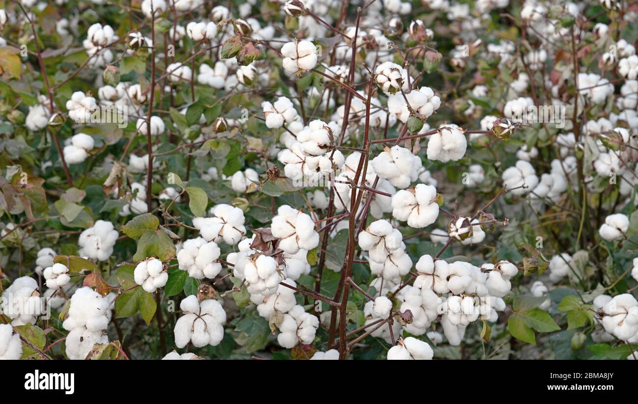 Cotton flower harvest hi-res stock photography and images - Alamy