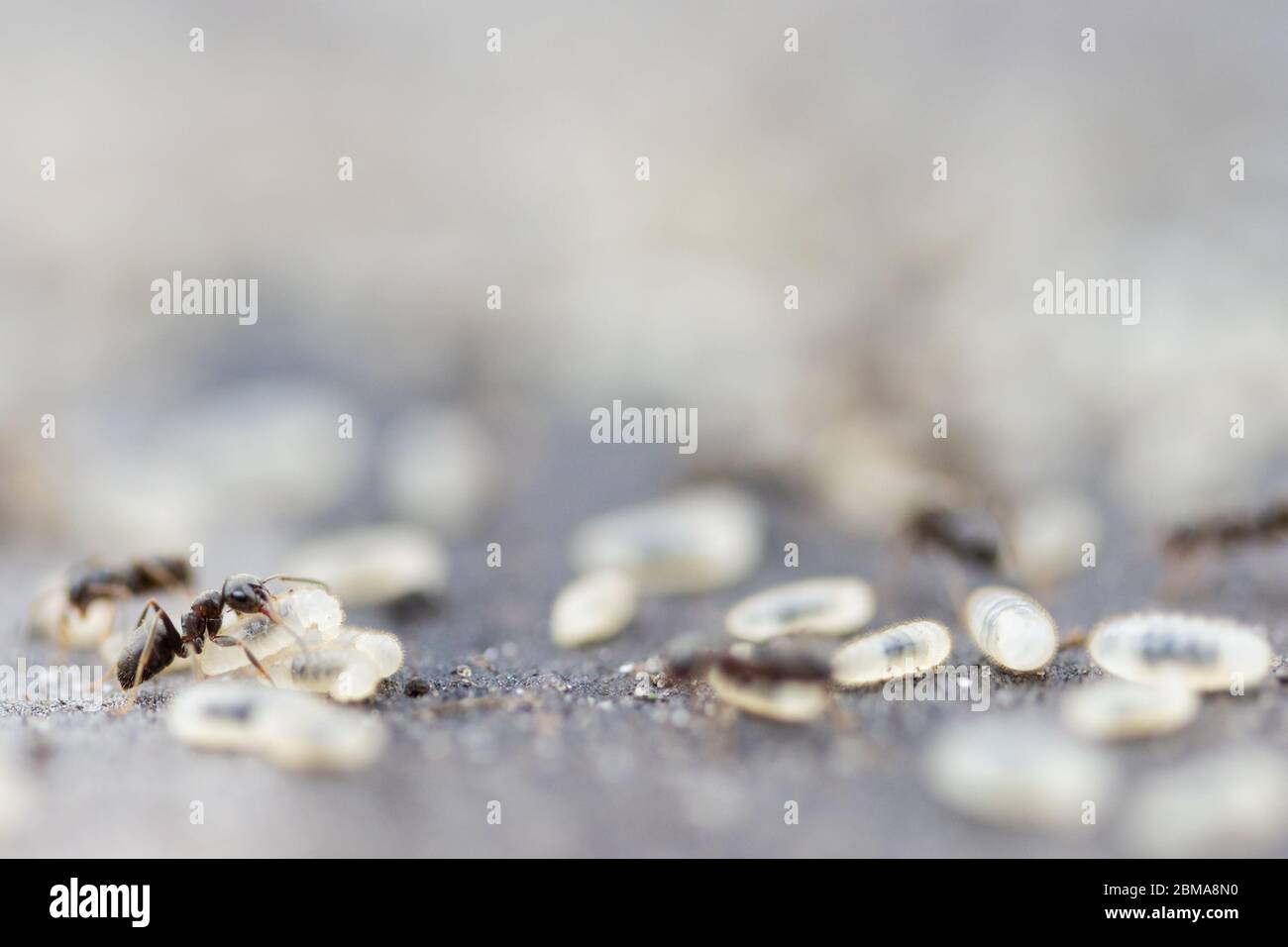 ant drags a chrysalis into an ant hill Stock Photo