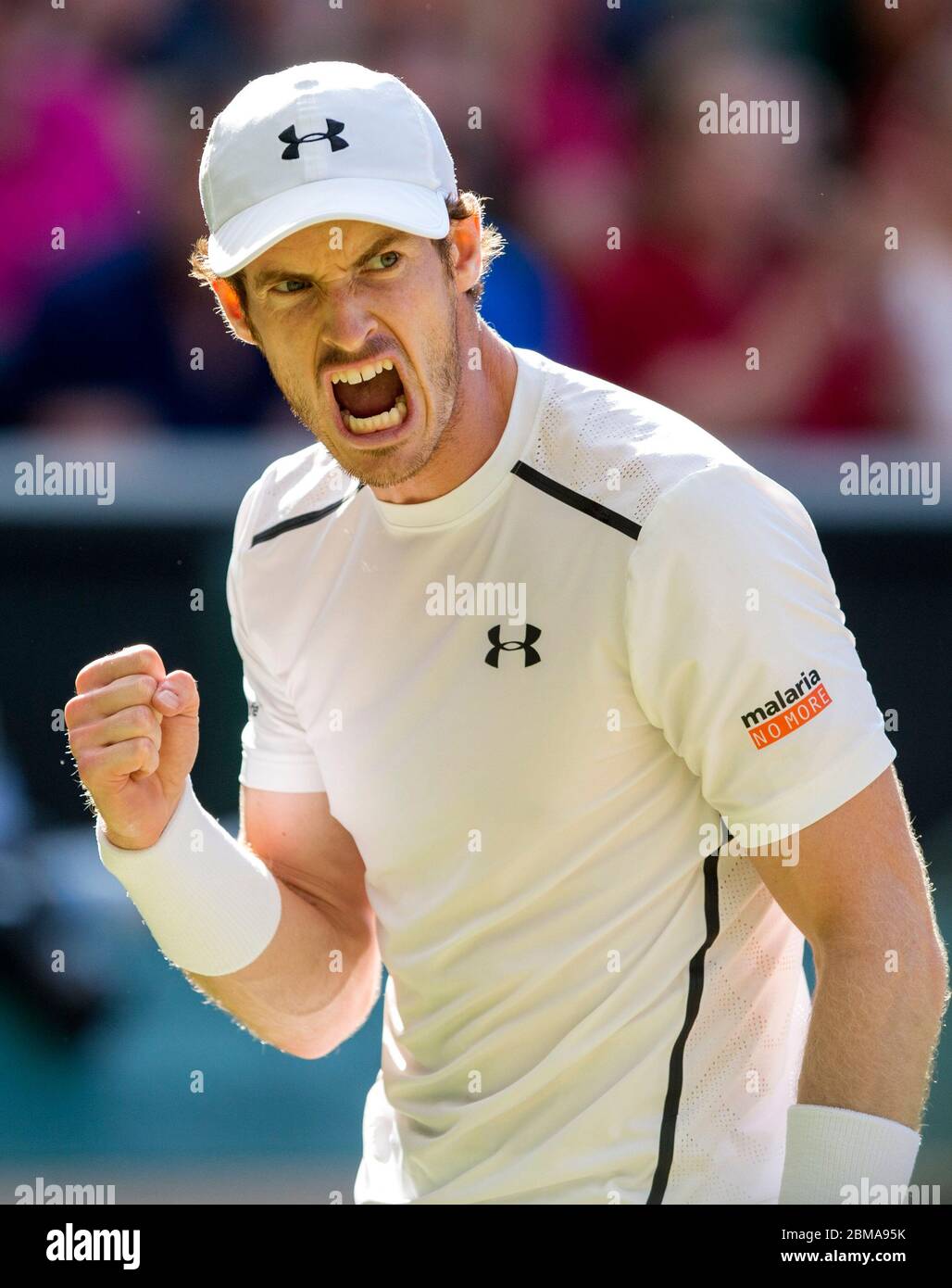 July 8th 2016, Wimbledon, London, Mens singles semi-final Tomas Berdych v Andy Murray. Andy Murray shouts out during the match on Centre Court. Stock Photo