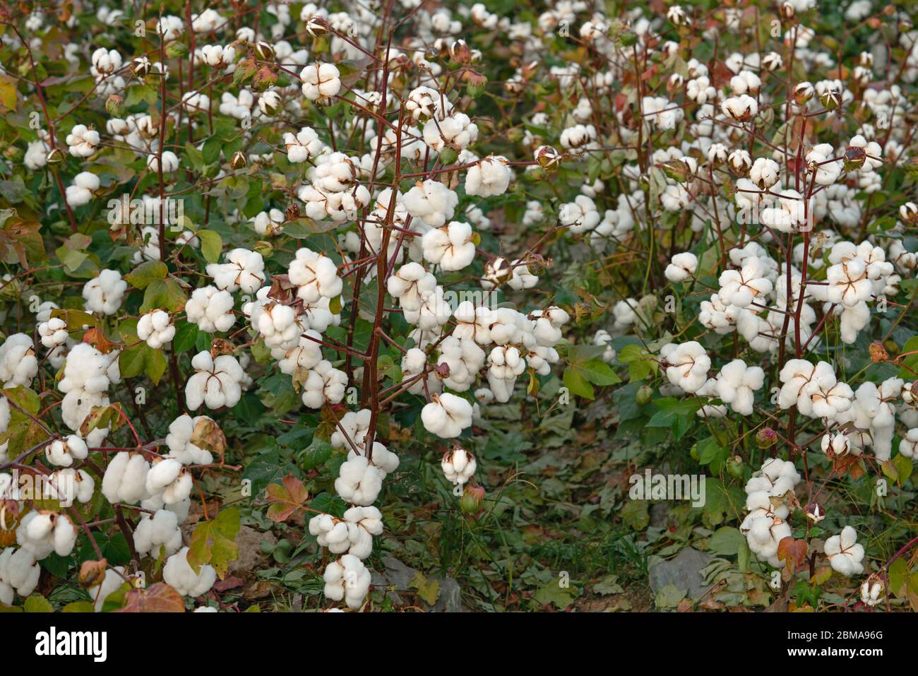 Harvest ready farming hi-res stock photography and images - Alamy