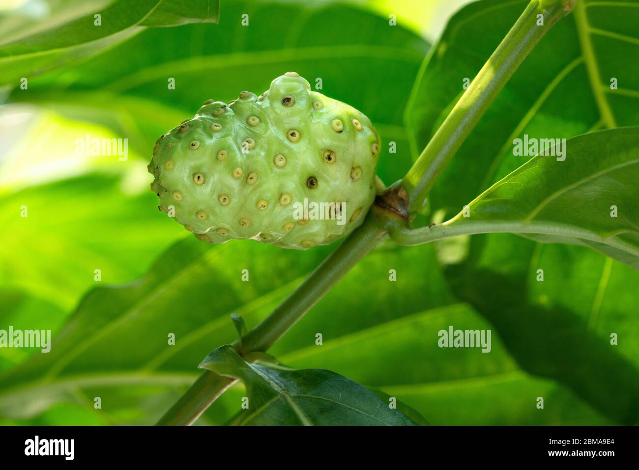Noni tree hires stock photography and images Alamy