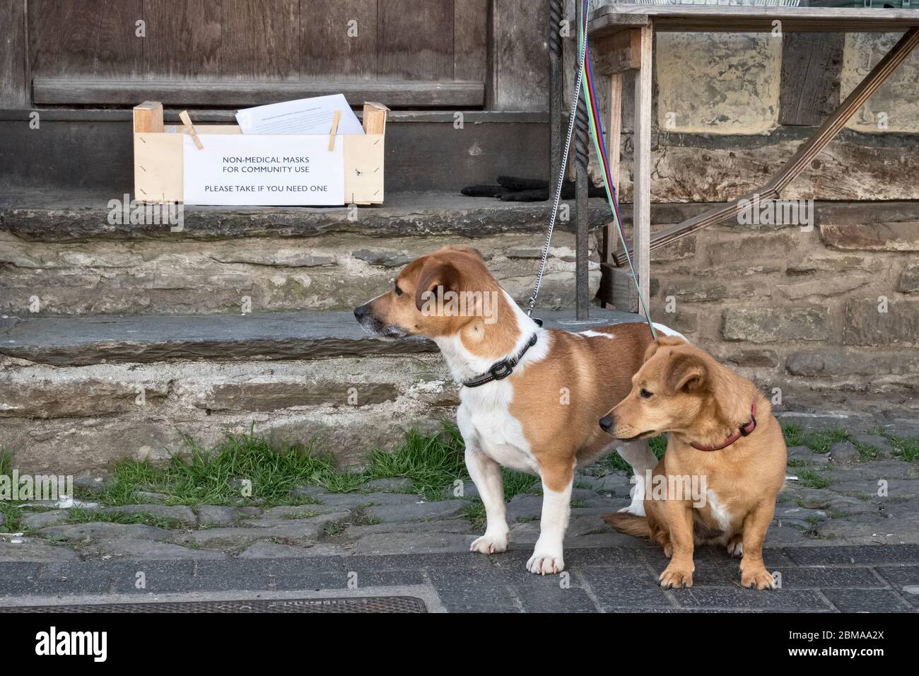 Two dogs wait outside a shop beside a box of free face masks (made by