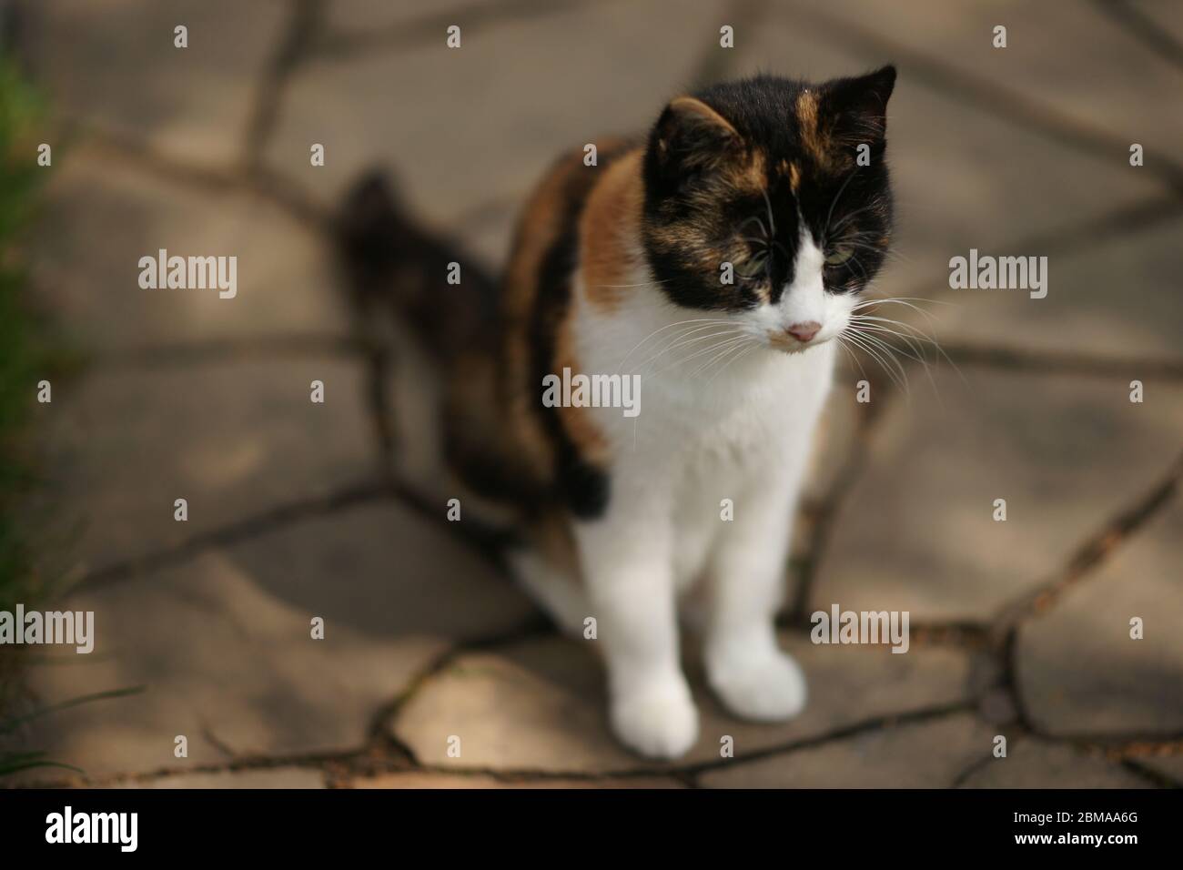 Tricolor cat portrait outdoor, sitting on the wild stone floor Stock ...