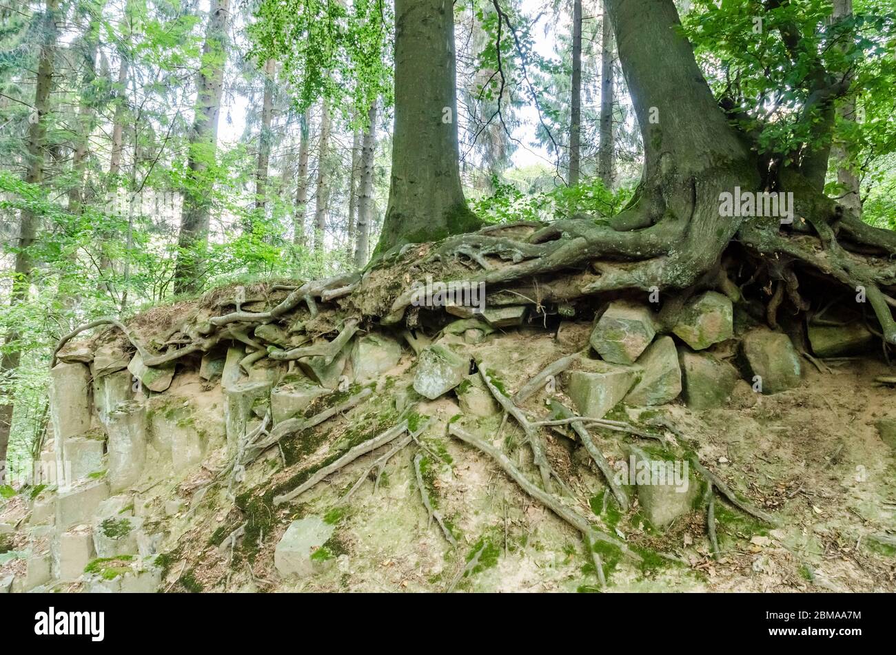 Basaltkrater Blauer Stein, basalt crater rock formations in a forest in the  Westerwald woodlands in Rhineland-Palatinate, Germany, Western Europe Stock Photo