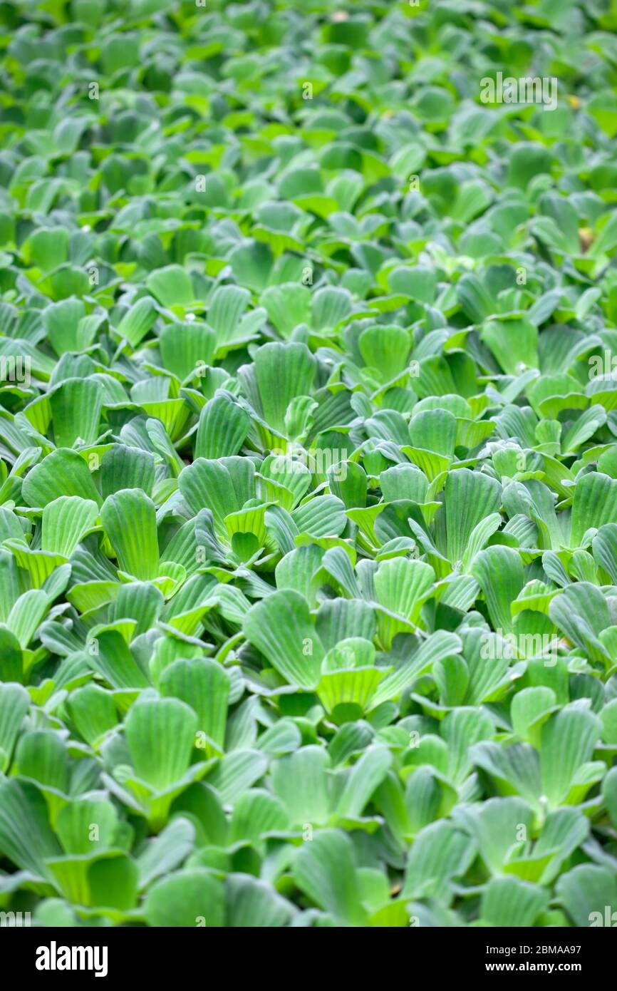 Pistia is a genus of aquatic plant in the arum family, Araceae. The single species it comprises, Pistia stratiotes, is often called water cabbage, wat Stock Photo