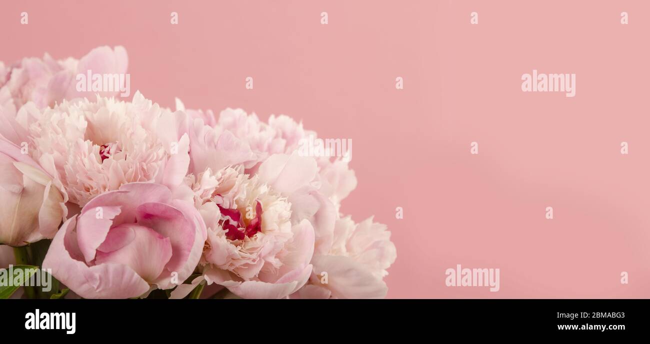 bouquet of peonies in bloom on pink background Stock Photo