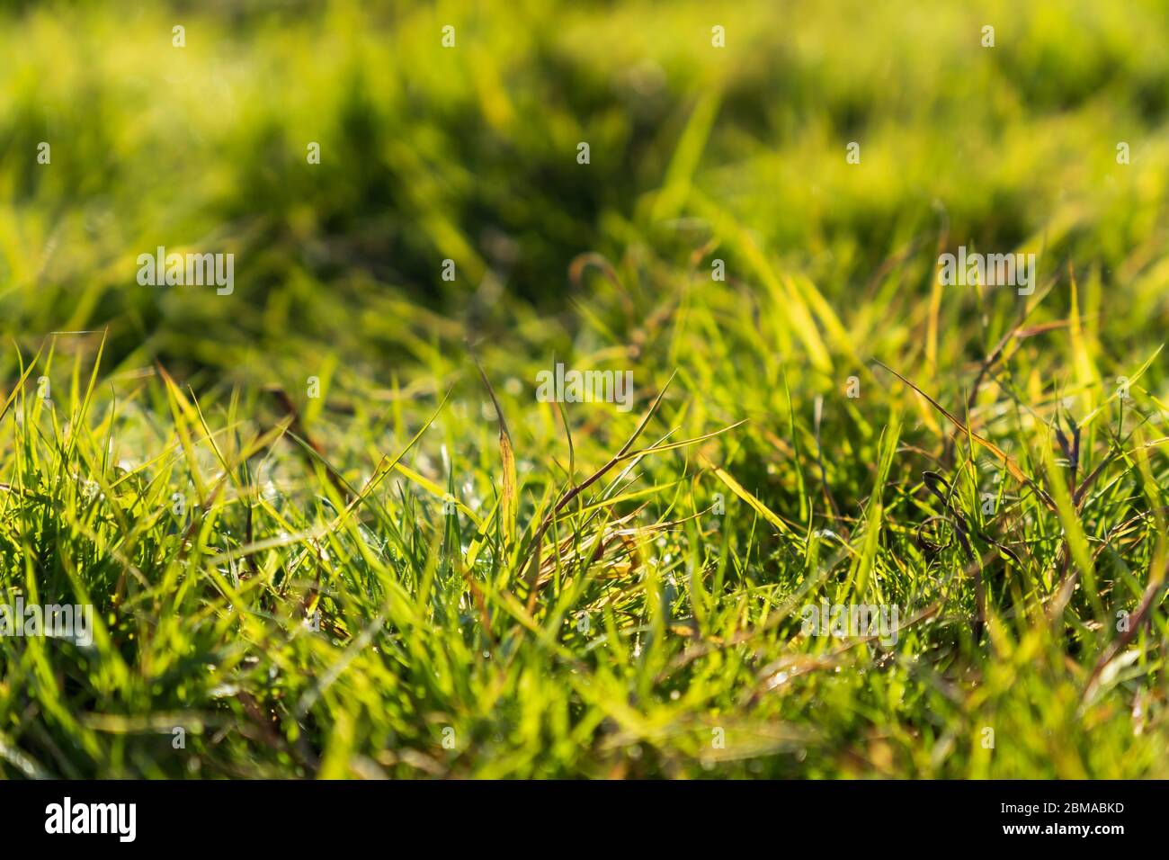 Green Grass Background in the Morning Stock Photo Alamy