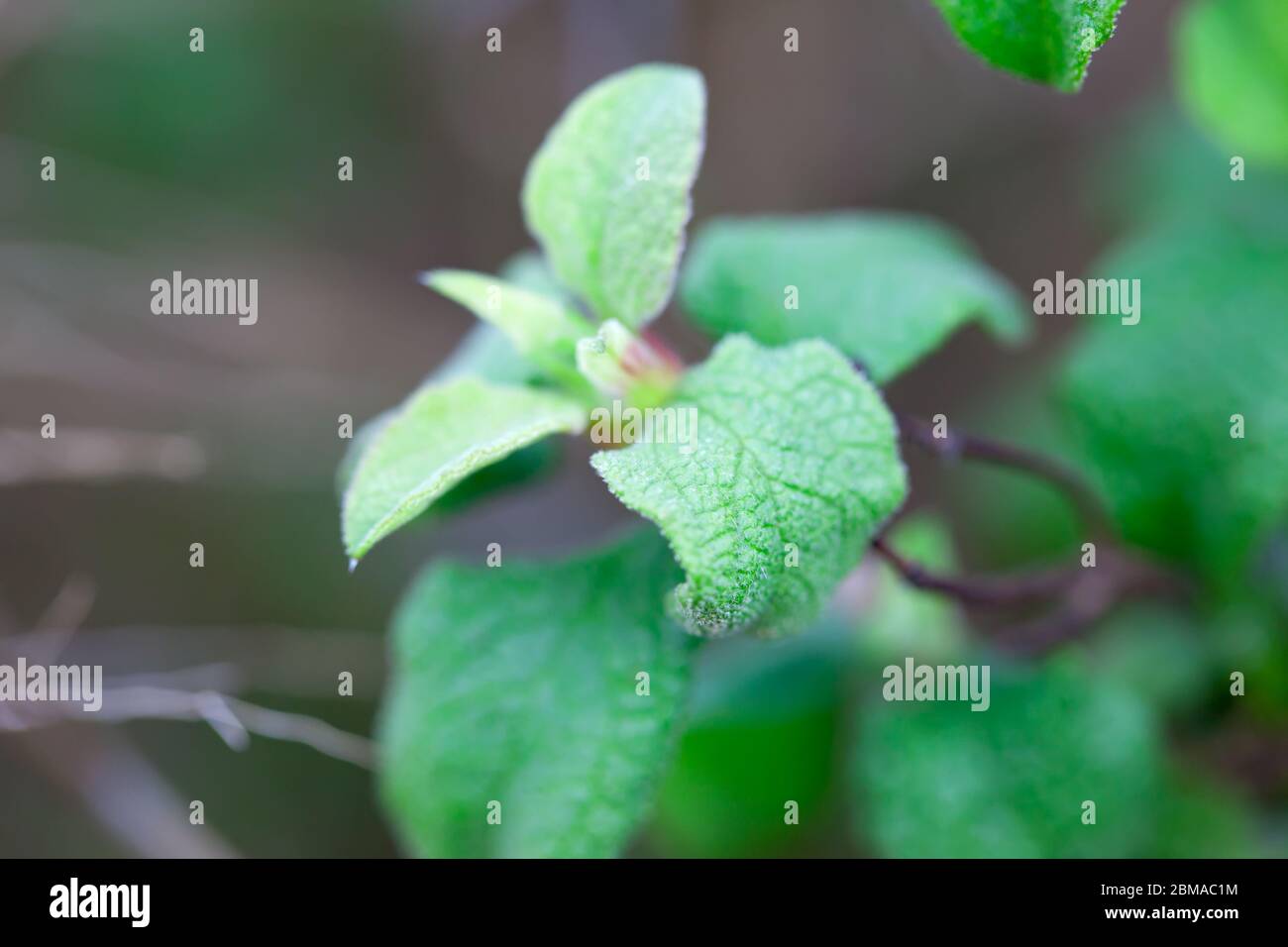 Close up lush green forest hi-res stock photography and images - Alamy