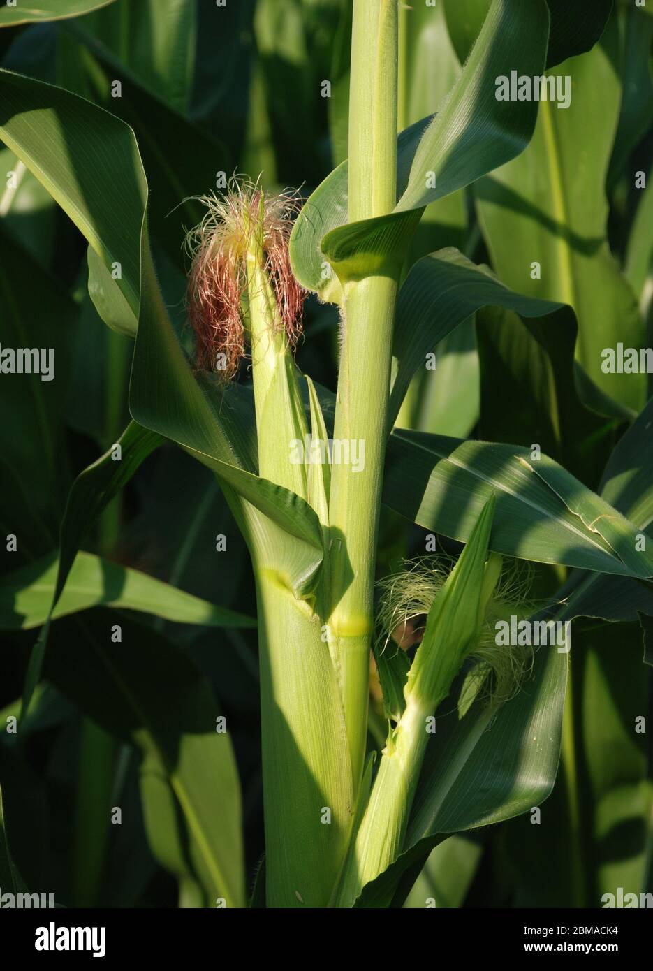 Corn cobs starting to grow on a corn plant in Italy. They are still