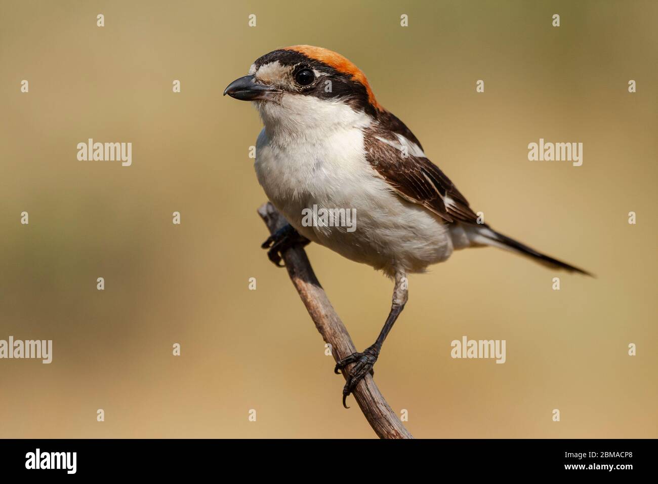 Woodchat Shrike, Senator Lanius, perched on a tree branch on a clear unfocused background . Spain Stock Photo