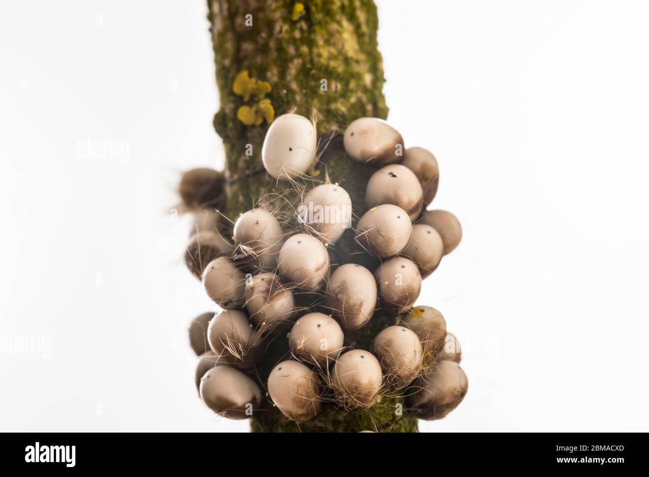 Kleines Nachtpfauenauge - Eier, Saturnia pavonia, small emperor moth - eggs Stock Photo