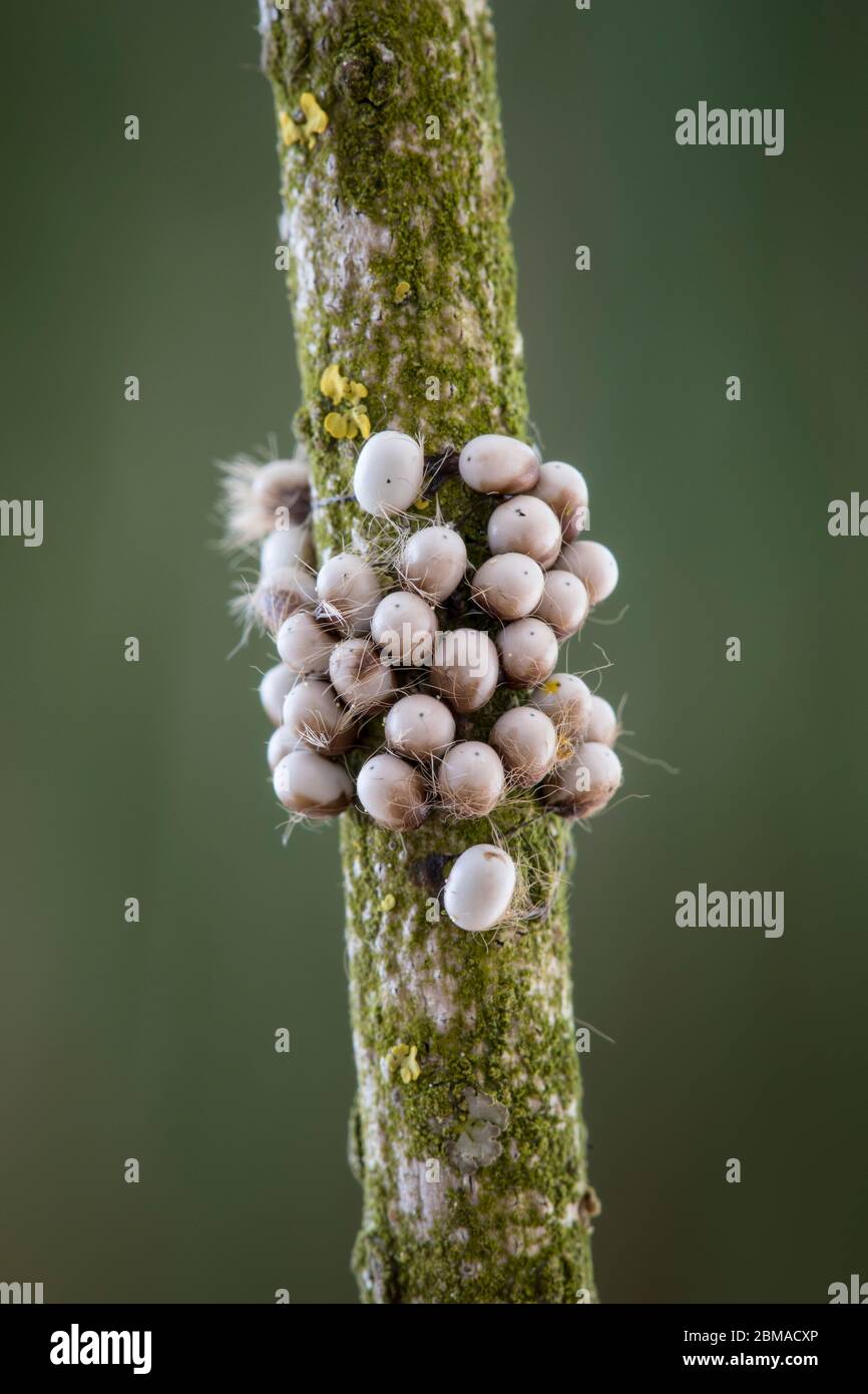 Kleines Nachtpfauenauge - Eier, Saturnia pavonia, small emperor moth - eggs Stock Photo