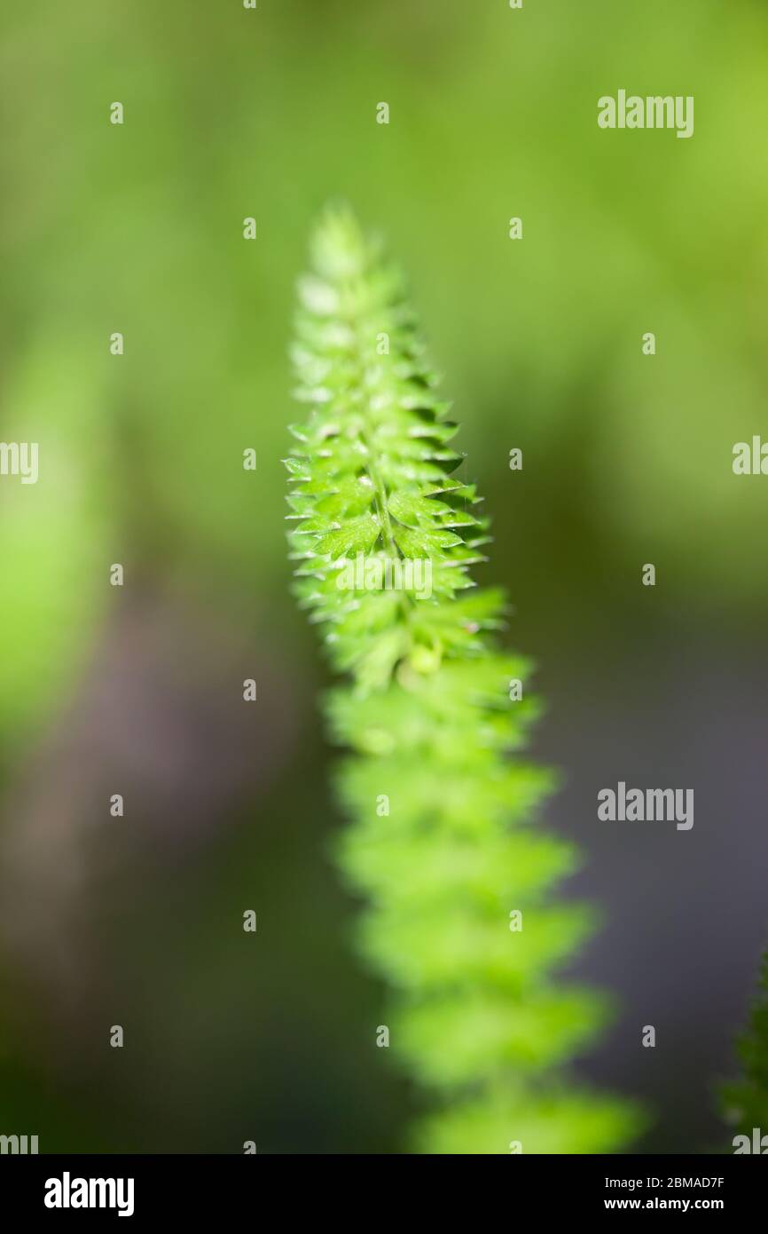 Close up fresh green grass texture background Stock Photo - Alamy