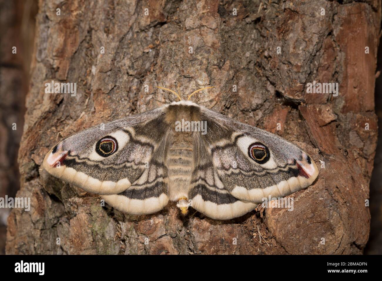 Kleines Nachtpfauenauge - Weibchen, Saturnia pavonia, small emperor moth - female Stock Photo