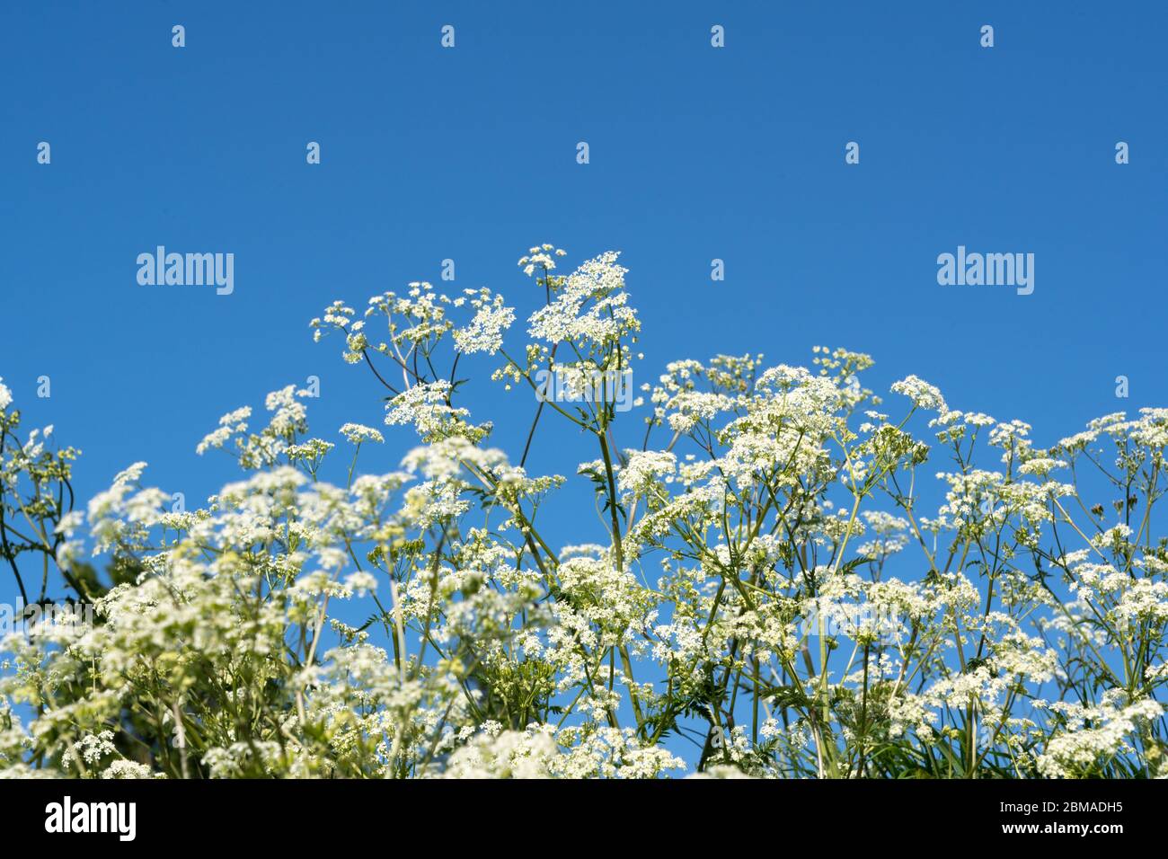 Cow Parsley in flower against a plain blue sky background. Perry Green, Much Hadham, Hertfordshire. UK Stock Photo