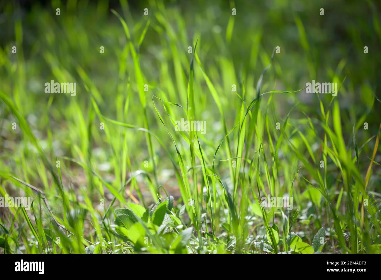 Meadow grass close up low hi-res stock photography and images - Alamy
