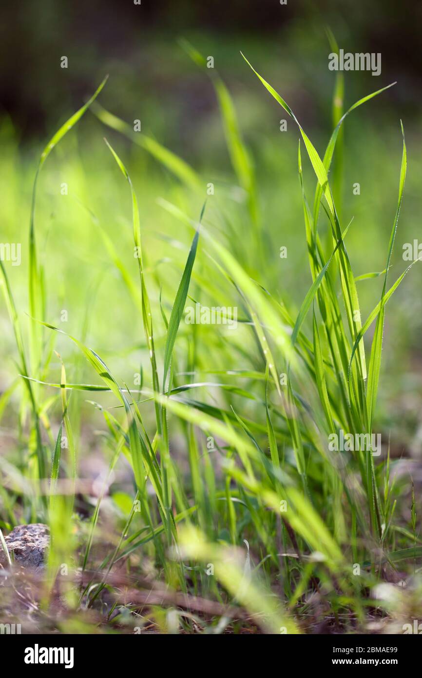 Close up fresh green grass texture background Stock Photo - Alamy