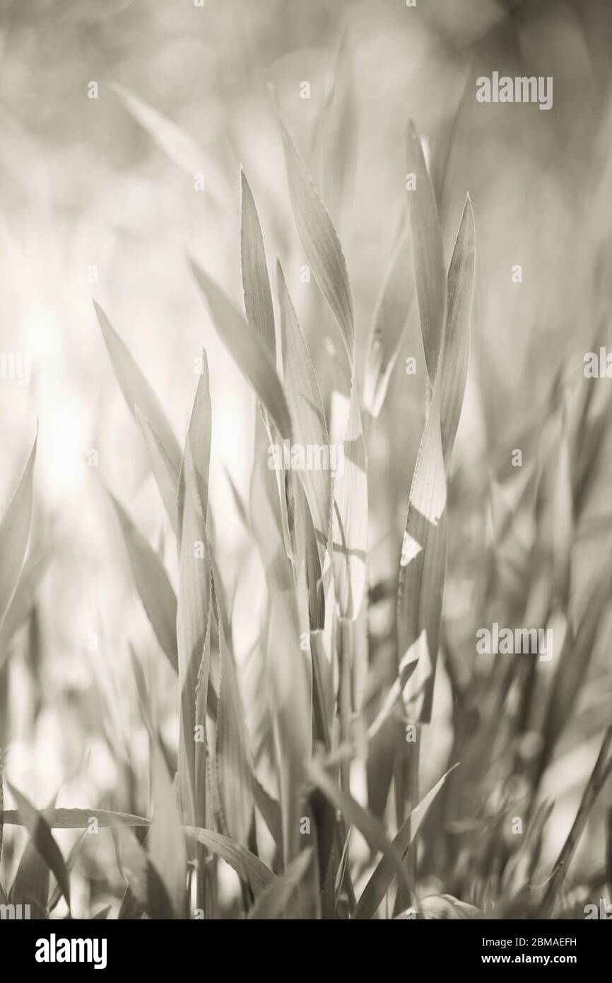 Close up fresh green grass texture background Stock Photo - Alamy