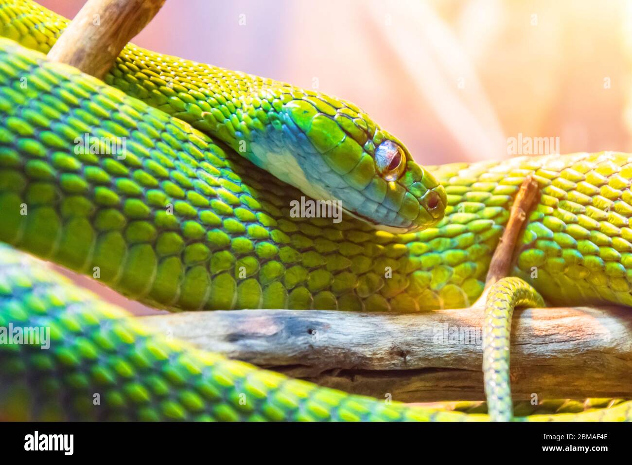 Green poisonous snake sitting on branches in a rainforest, hunting prey Stock Photo
