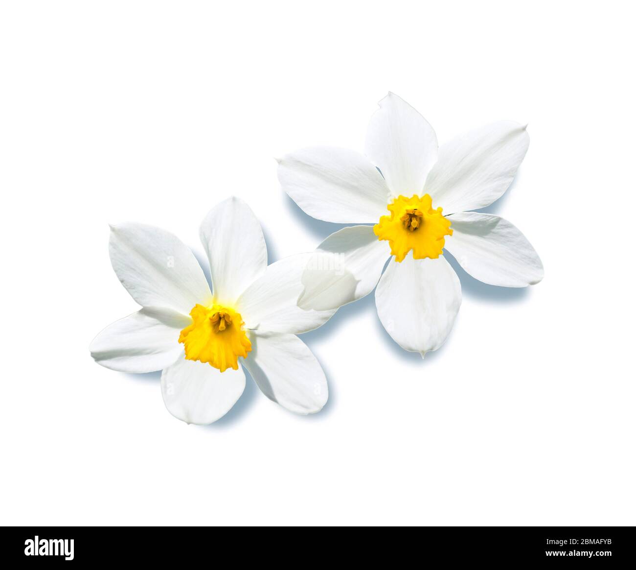 daffodil (Narcissus spec.), flowers, cutout Stock Photo