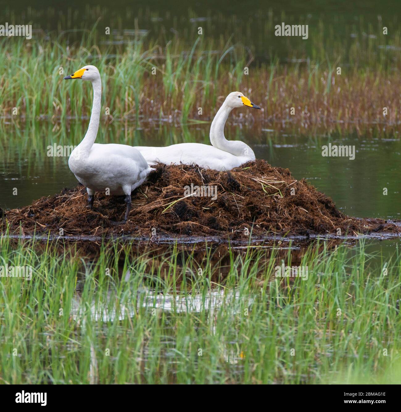 Whooper swan breeding pair hires stock photography and images Alamy