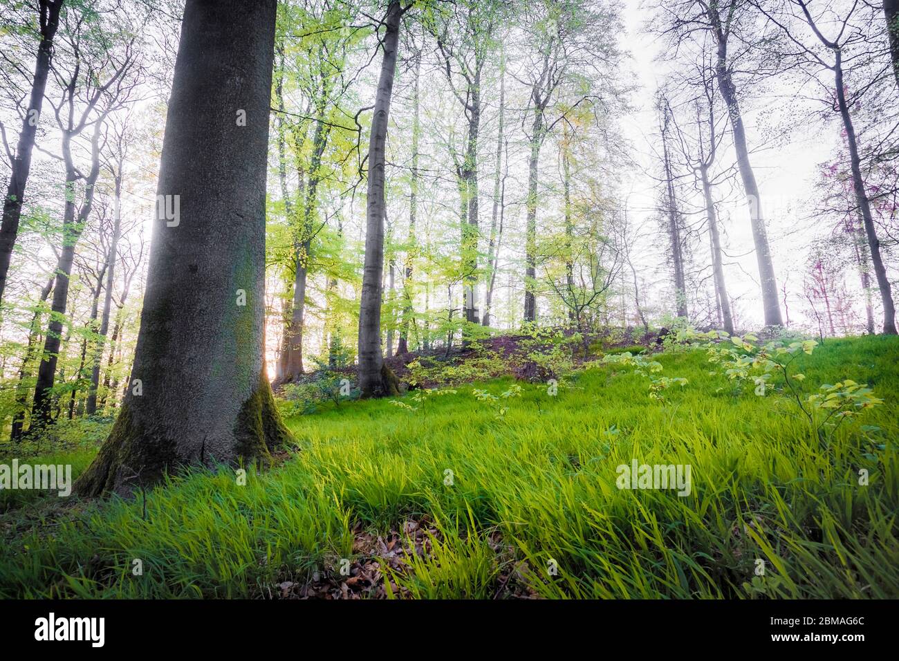 wood melick (Melica uniflora), forest ground in a spring wood at Bemberg, Germany, North Rhine-Westphalia, Hagen-Hohenlimburg Stock Photo
