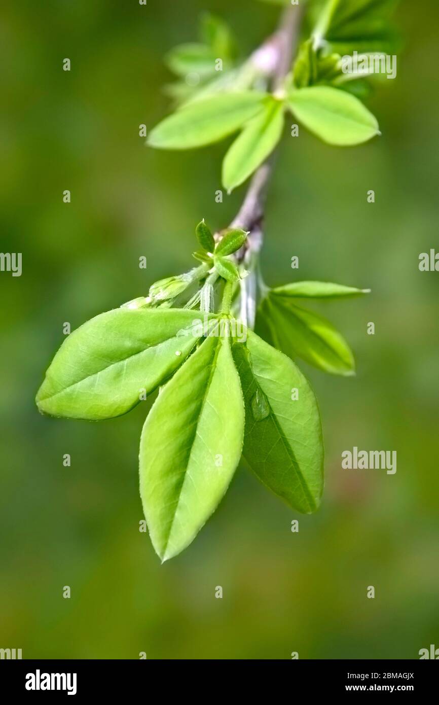 common laburnum (Laburnum anagyroides), leaves, Bundesrepublik Deutschland Stock Photo