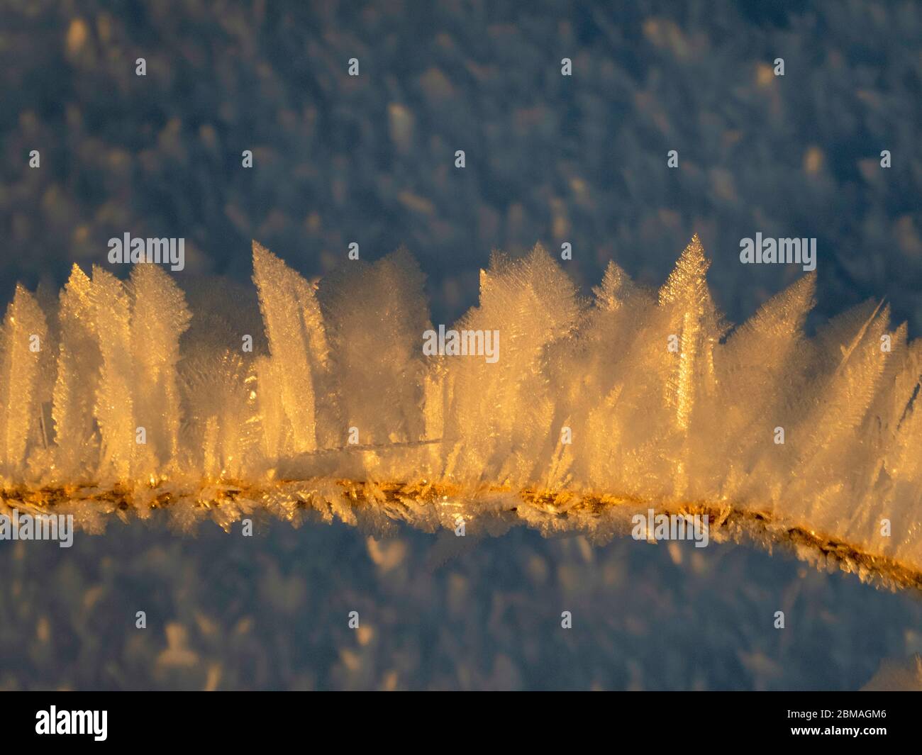 snow crystals on stem, Norway, Troms Stock Photo