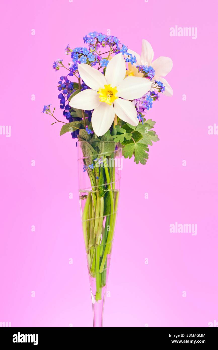 wood woodland (Myosotis sylvatica), daffodil with in