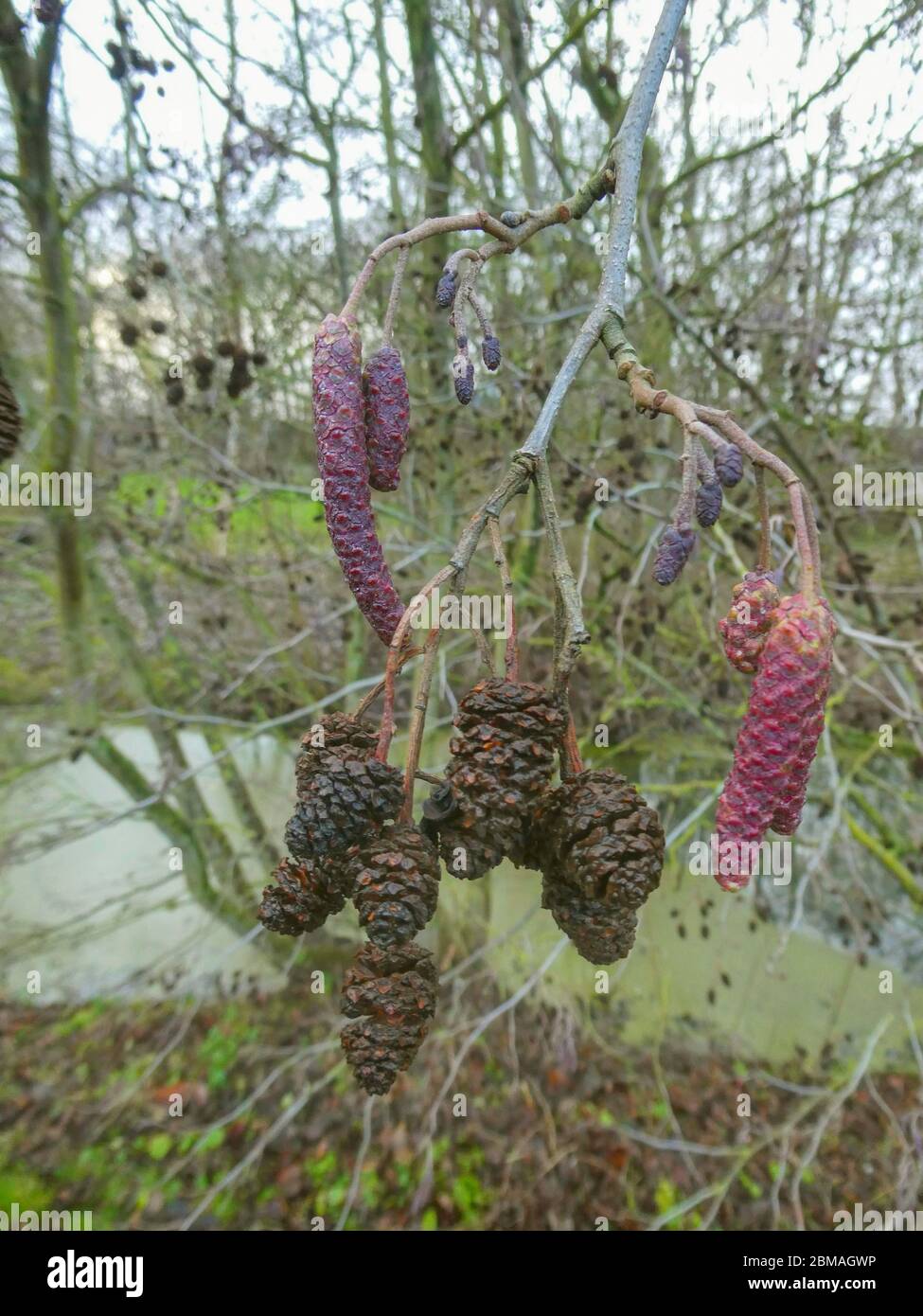 common alder, black alder, European alder (Alnus glutinosa), branch with female flower, male flowers and old cones, Germany, Lower Saxony Stock Photo