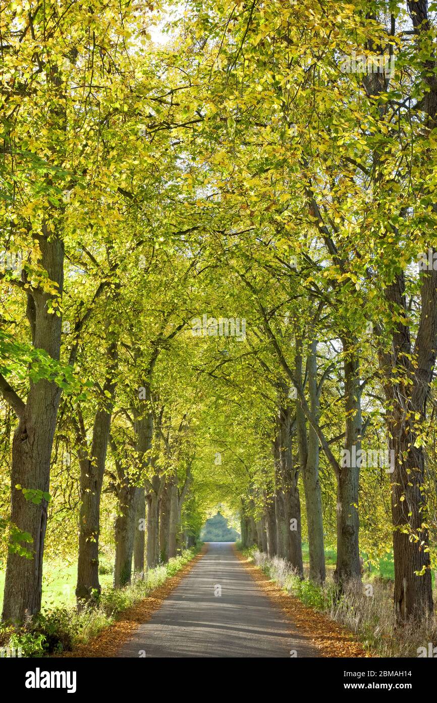 alley in autumn, Germany, Bavaria Stock Photo