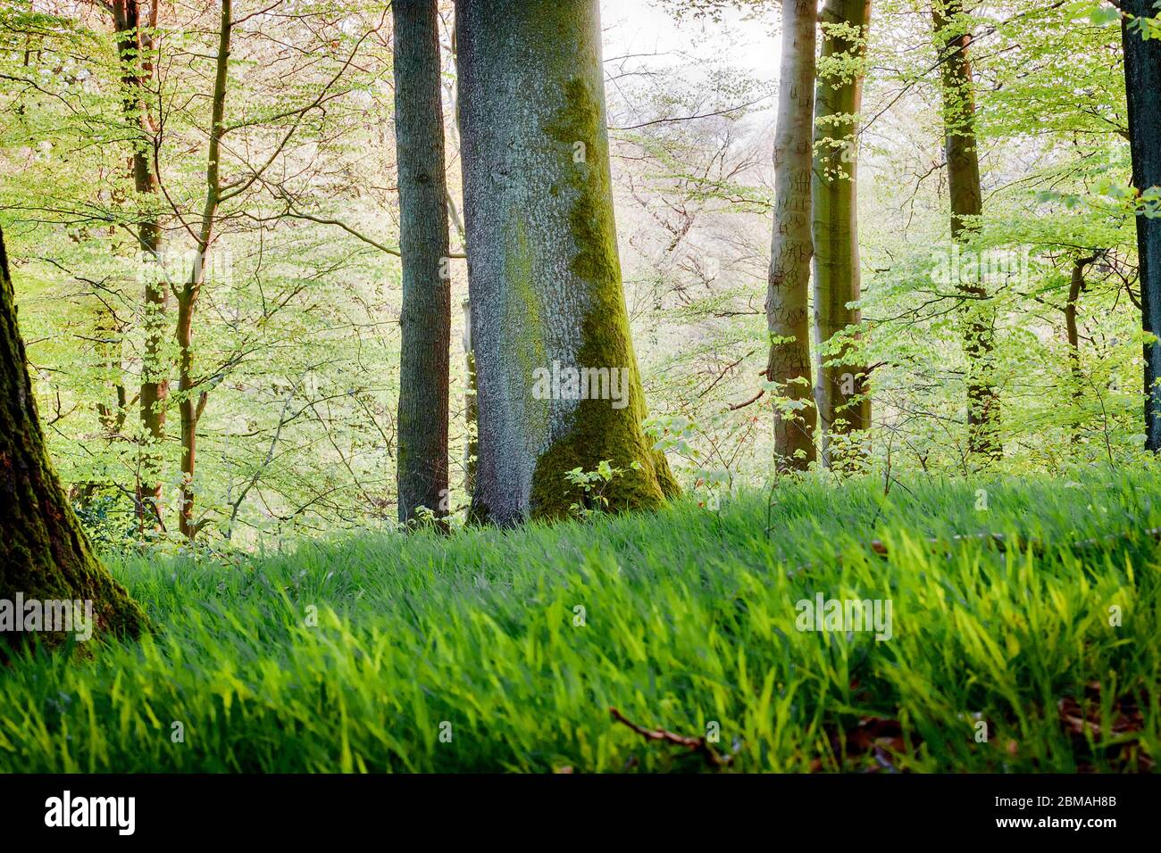 wood melick (Melica uniflora), forest ground in a spring wood at Bemberg, Germany, North Rhine-Westphalia, Hagen-Hohenlimburg Stock Photo