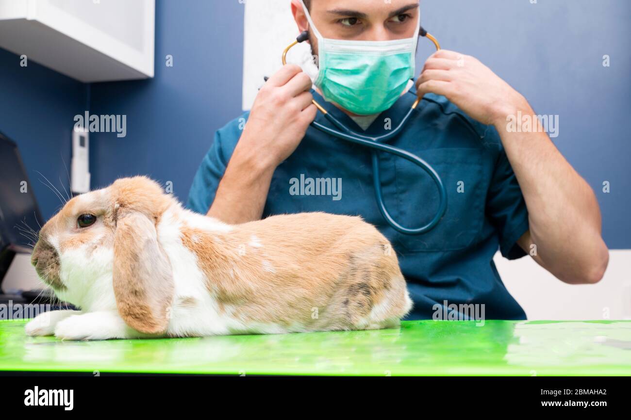 vet and bunny examination of a animal at a vet clinic Stock Photo Alamy