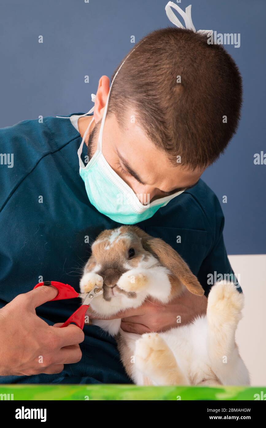 Photo Rabbit Examinatin Cavitation science hi-res stock photography and images - Alamy