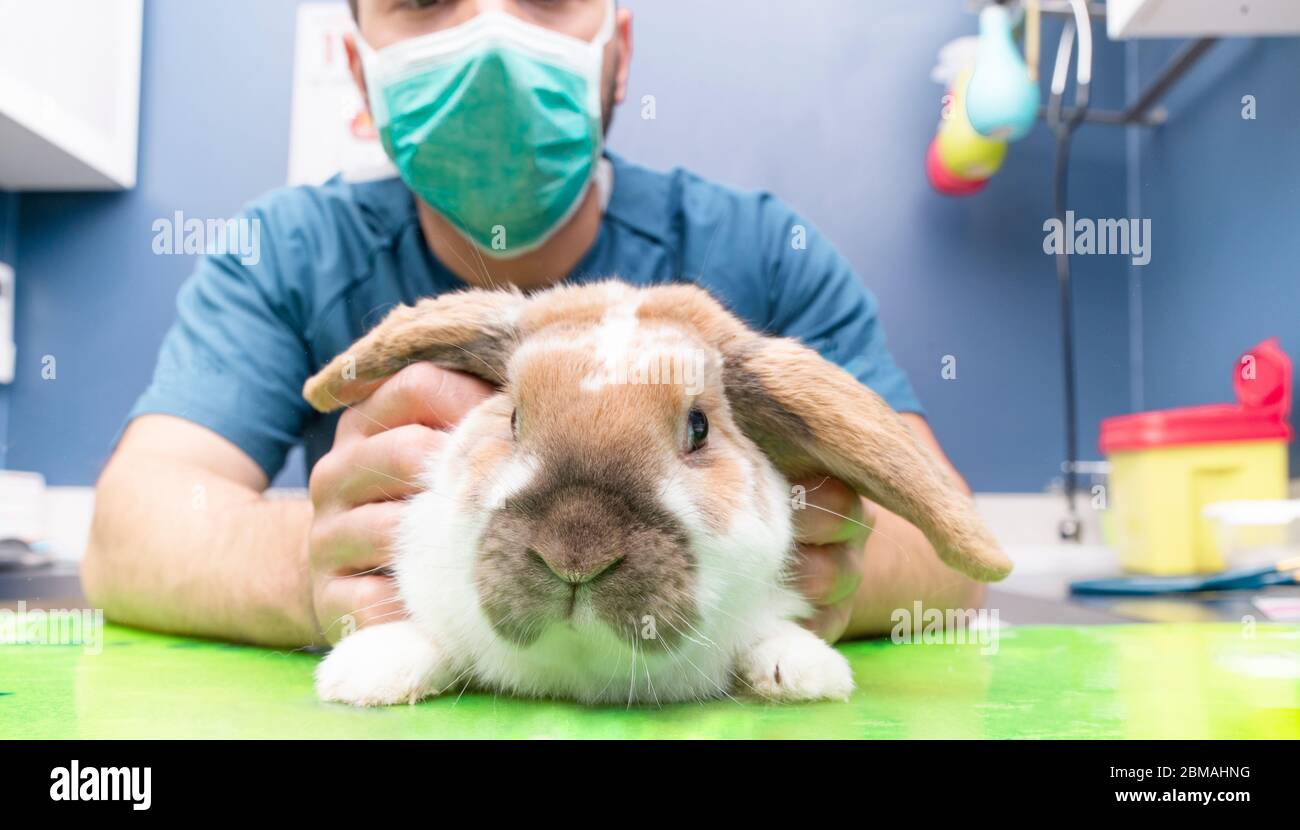 vet and bunny examination of a animal at a vet clinic Stock Photo Alamy