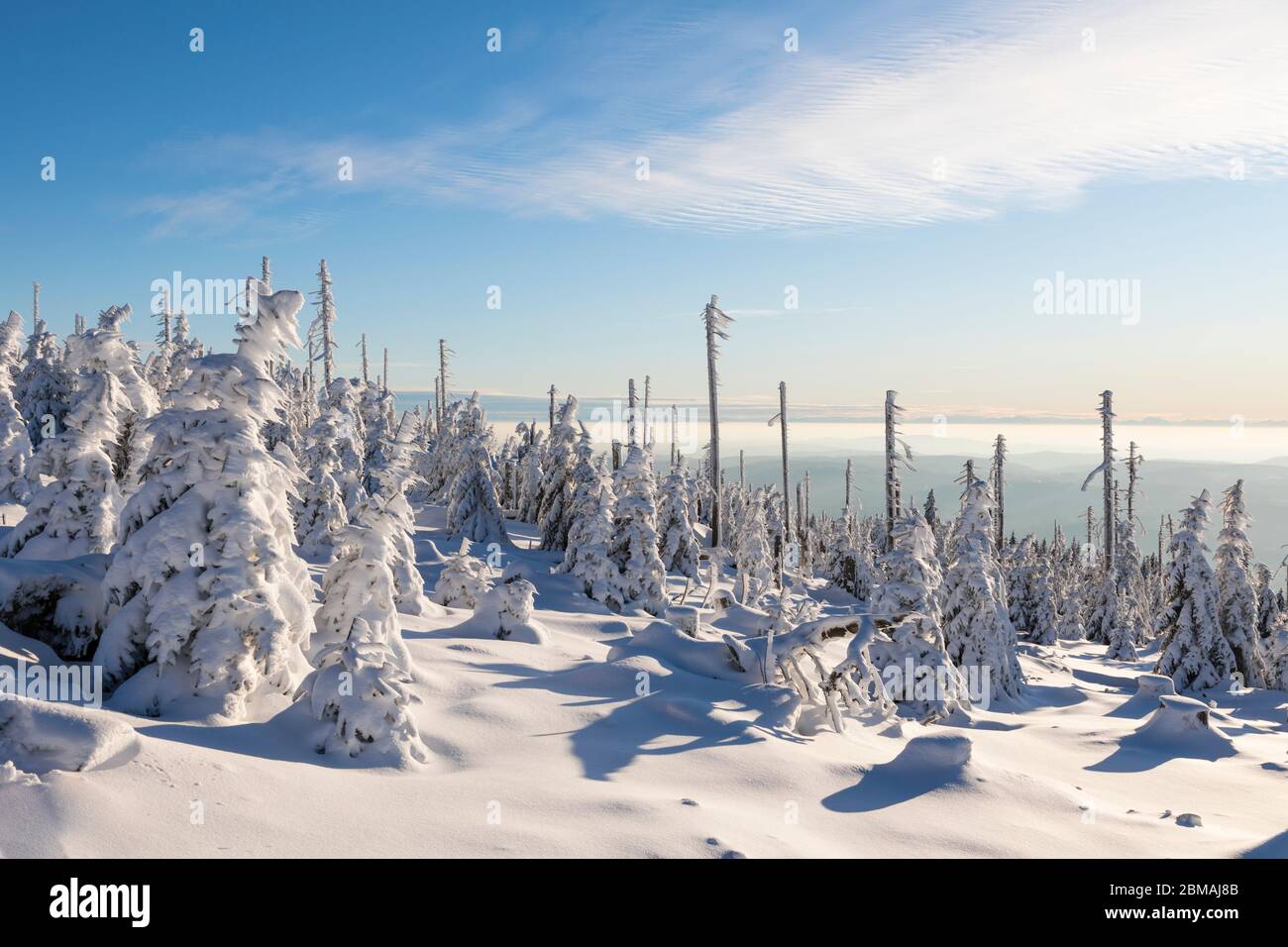 Winter tree skeletons hi-res stock photography and images - Alamy