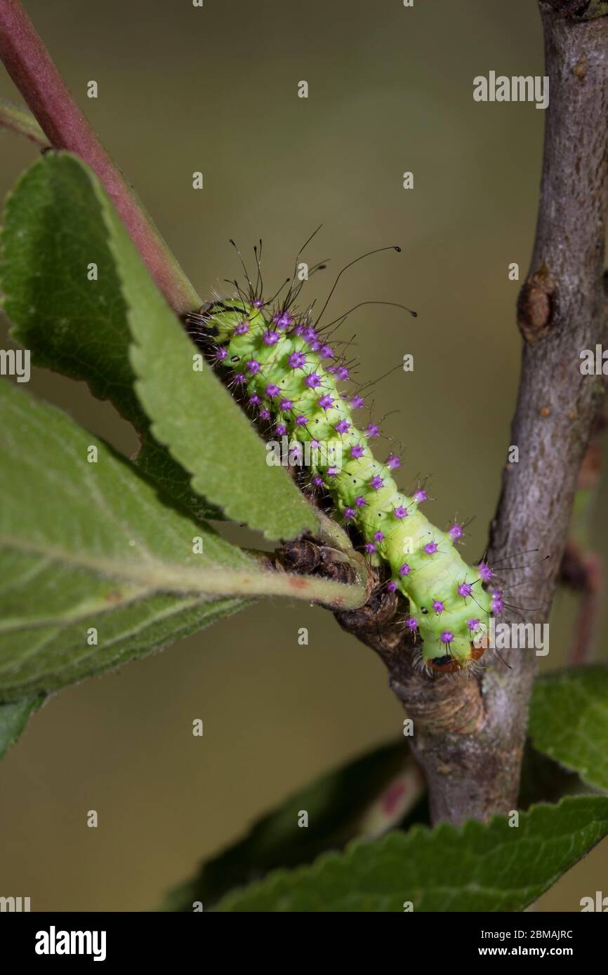 Nachtschmetterling hi-res stock photography and images - Alamy