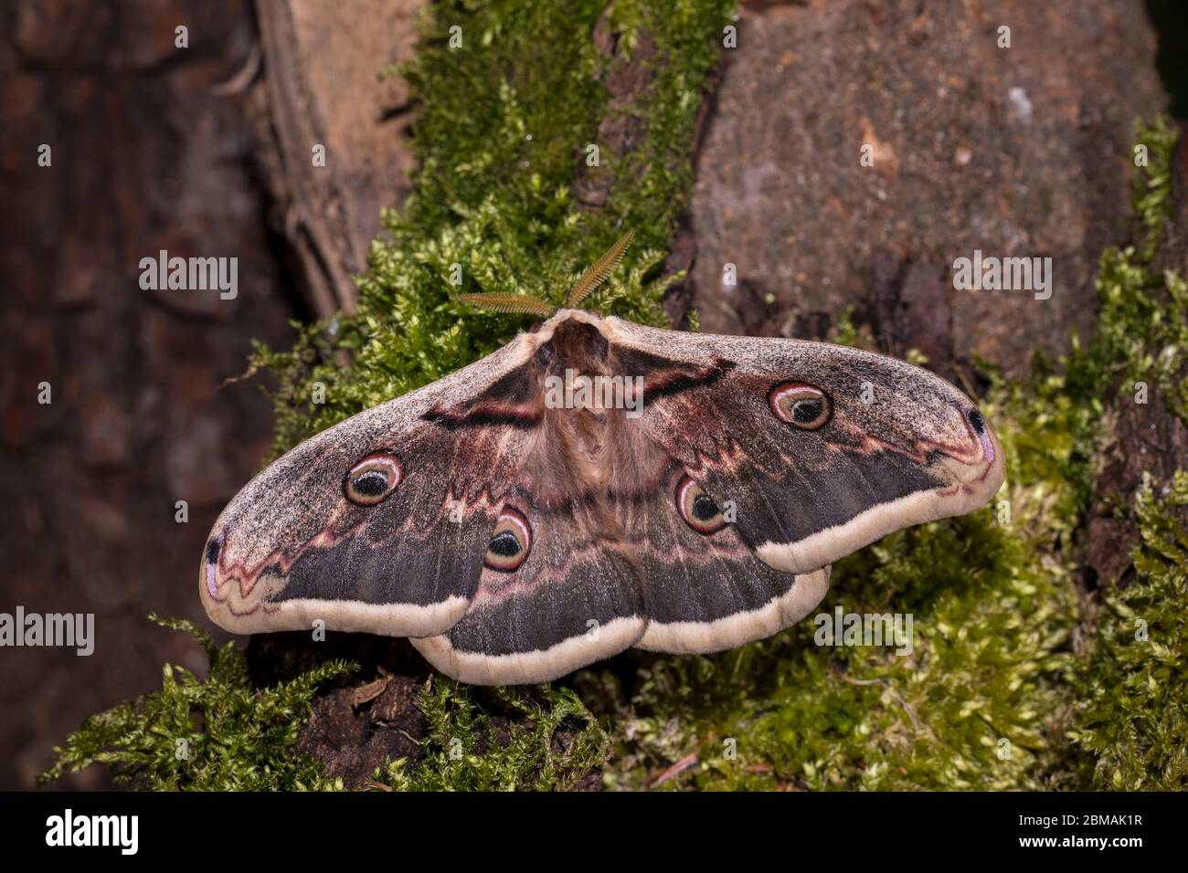 Wiener Nachtpfauenauge, Saturnia pyri, giant peacock moth - Maennchen Stock Photo