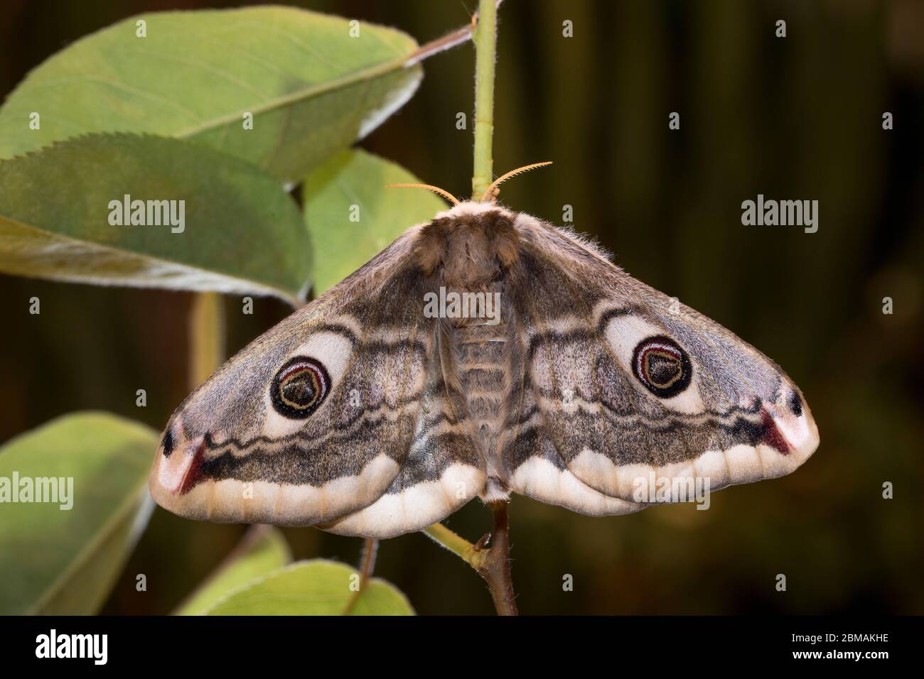 Kleines Nachtpfauenauge - Weibchen, Saturnia pavonia, small emperor moth - female Stock Photo