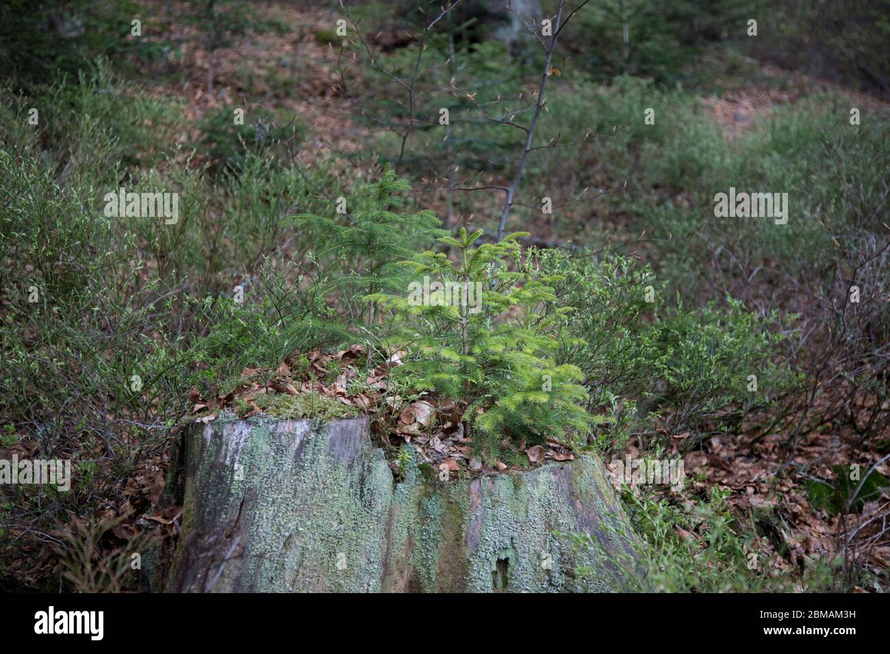 Junge Fichte auf Baumstumpf, Young spruce on tree stump Stock Photo