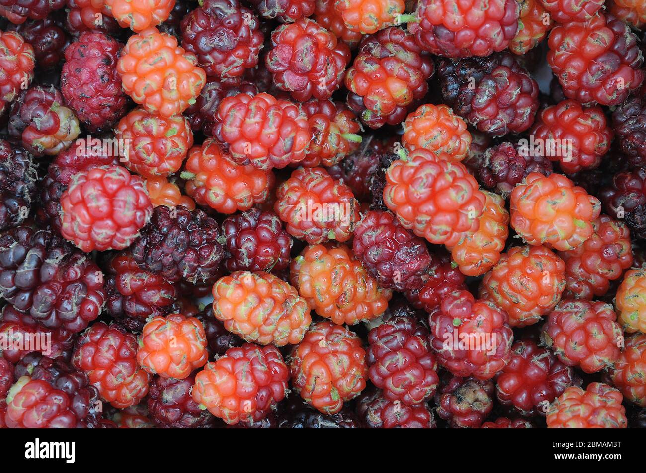 Red mulberry tree hi-res stock photography and images - Alamy