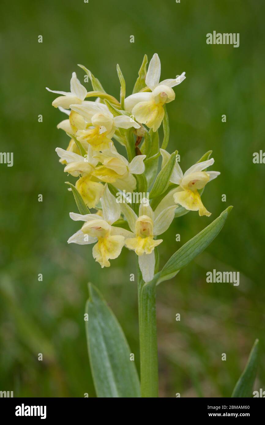 Holunder-Knabenkraut, Dactylorhiza sambucina, elder-flowered Stock Photo