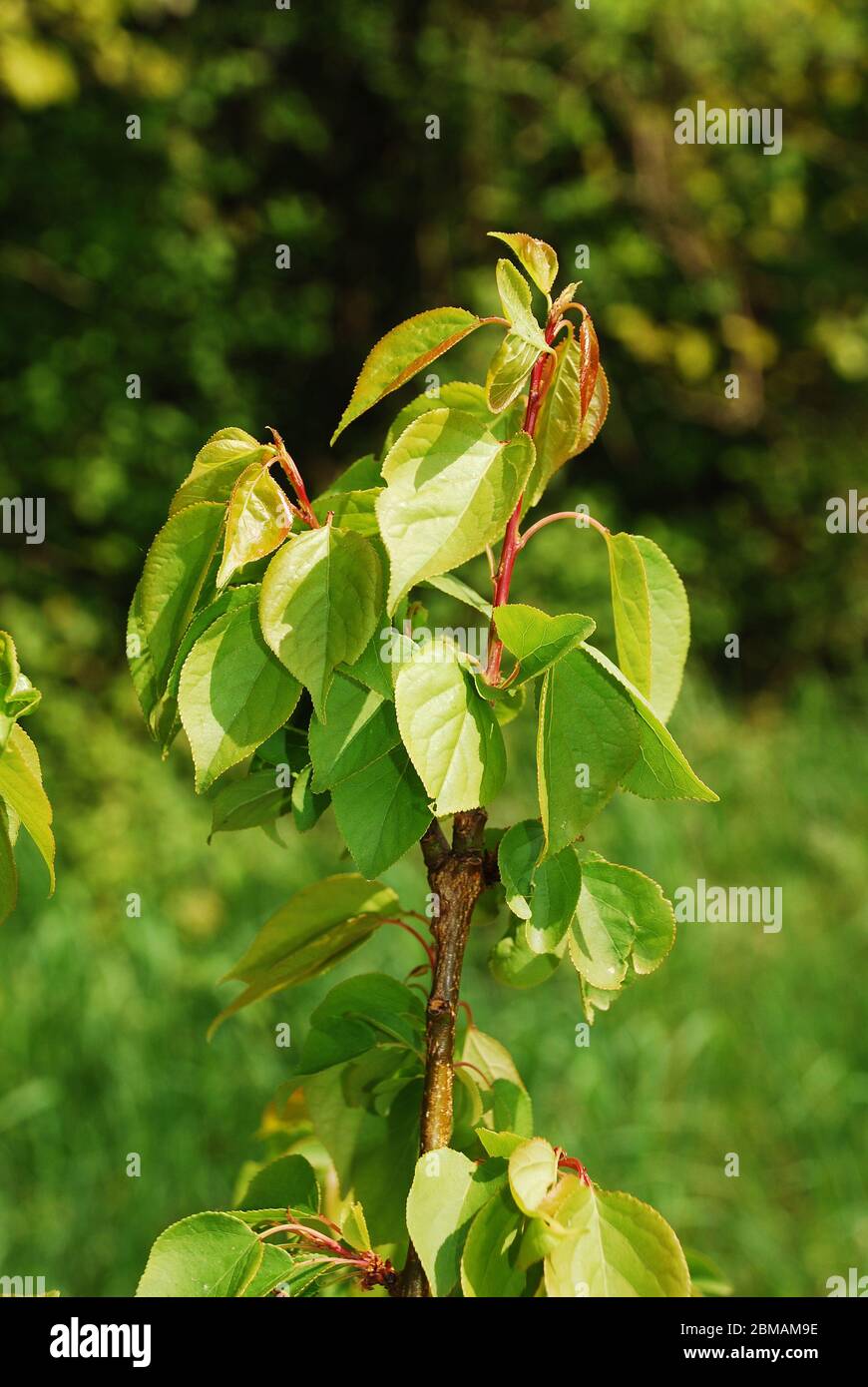 The Young Leaves Growing On An Apricot Tree Italian Variety Precoce Cremonini Also Known As Precoce D Imola In Spring Mid April Stock Photo Alamy