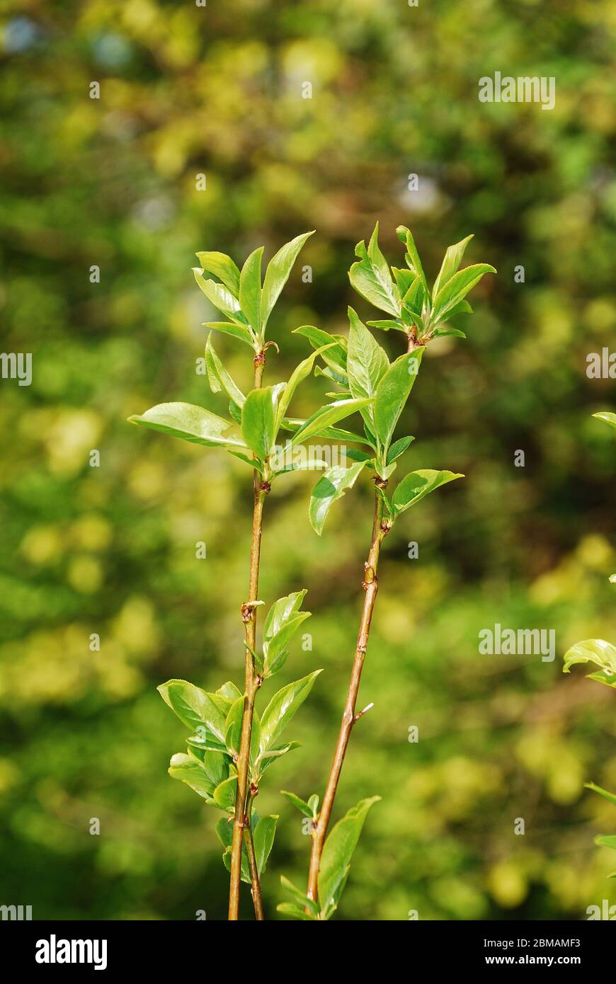 The young leaves growing on an Angelino Plum tree (Prunus Salicina Lindl.) in spring (mid April) Stock Photo