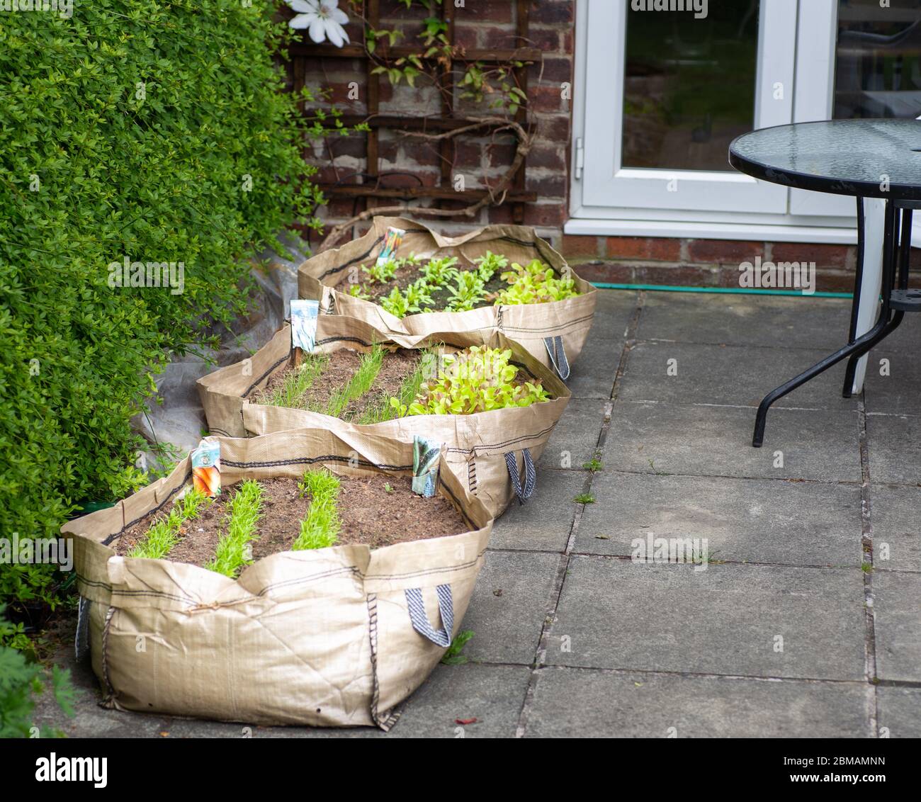 Home grown vegetables  in a grow bag on the patio as a result of the covid19 lockdown, England, UK,  2020 Stock Photo