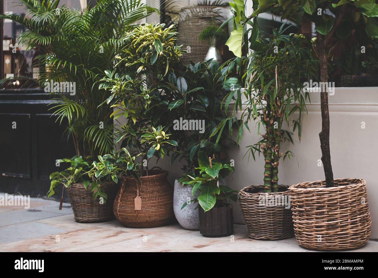 A collection of plants on sale outside a boutique plant shop in London