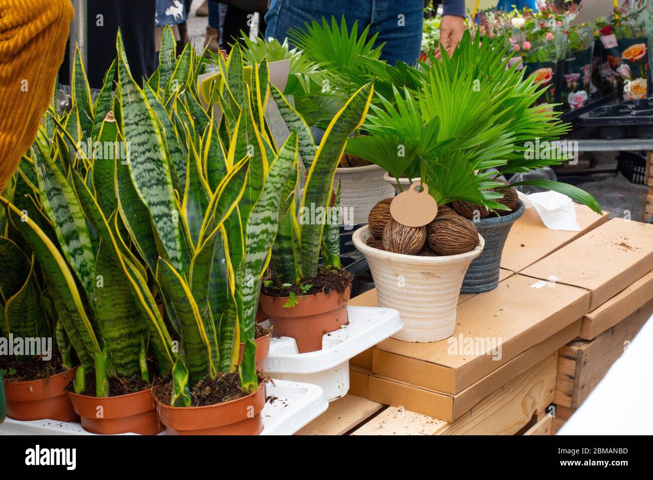 A street vendor selling indoor plants at the famous Columbia Road